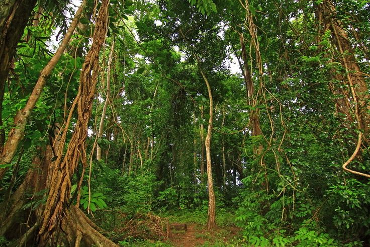 a dirt path in the middle of a forest filled with lots of trees and vines