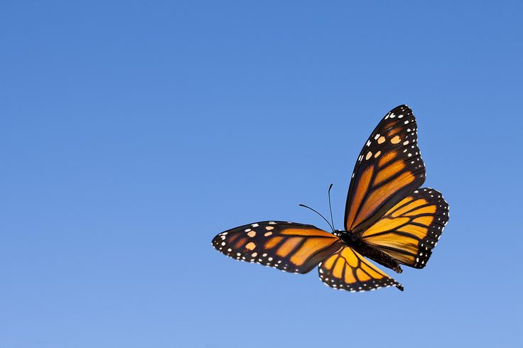 a butterfly flying in the air with a clear blue sky behind it's wings