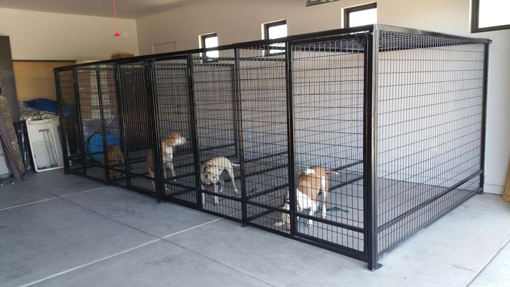 three dogs are standing in their kennels