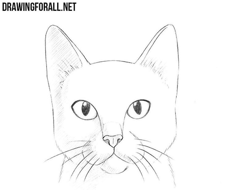 a drawing of a cat's face with the words drawforal net above it