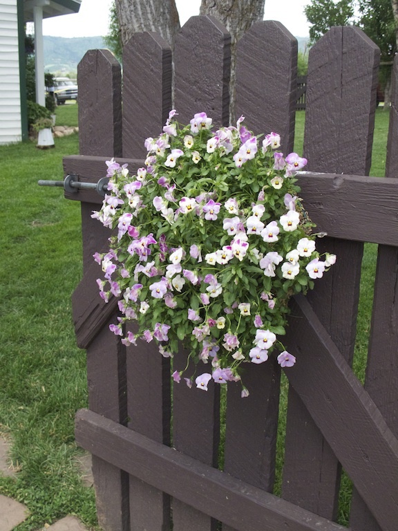 purple and white flowers are growing on the fence