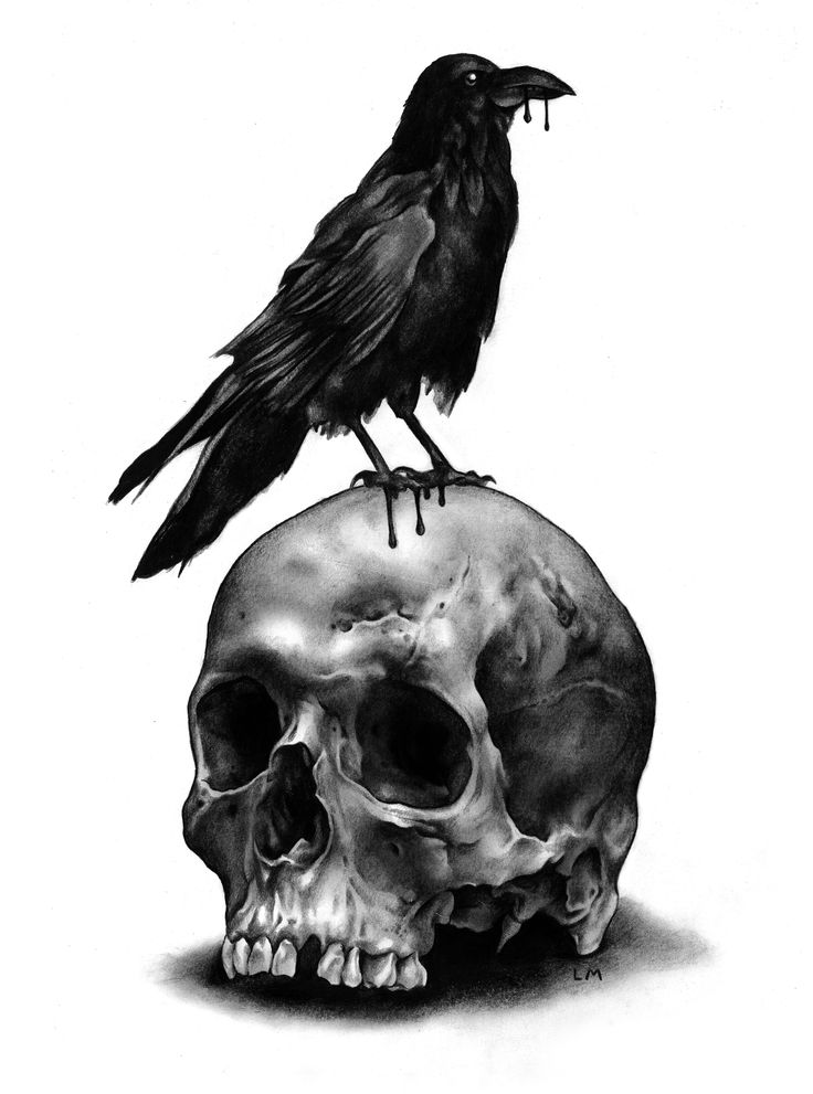 a black bird sitting on top of a skull with a crow perched on it's head