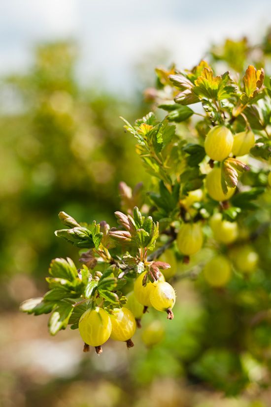 some yellow berries are growing on a tree