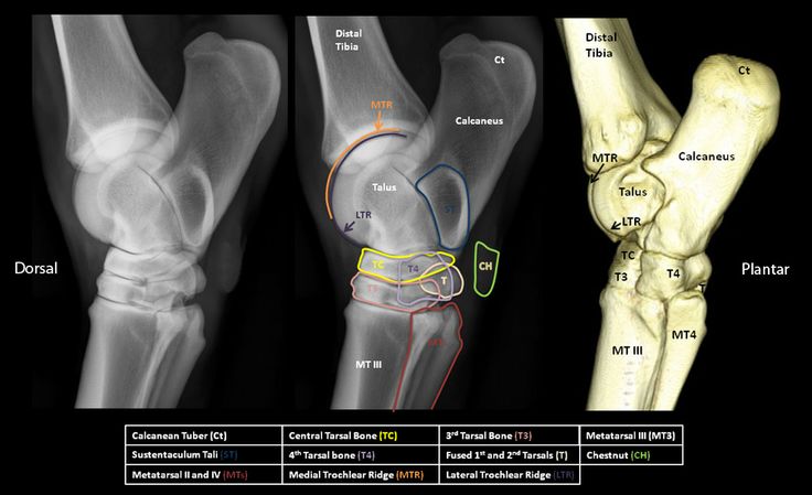 Veterinary Radiology, Stable Hacks, Equine Anatomy, Horse Healing, Vet Technician, Equine Veterinary, Barn Hacks, Stable Ideas, Horse Products