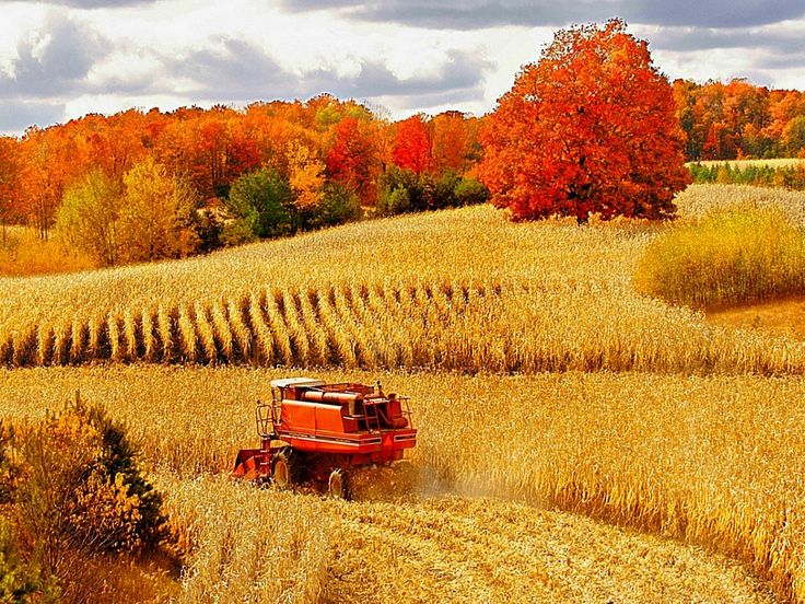 a red farm truck driving through a wheat field next to a tree filled with autumn leaves