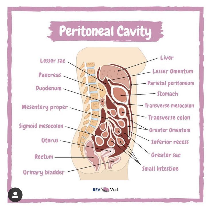 the human body is labeled with labels on its organs and their corresponding parts, including the stomach