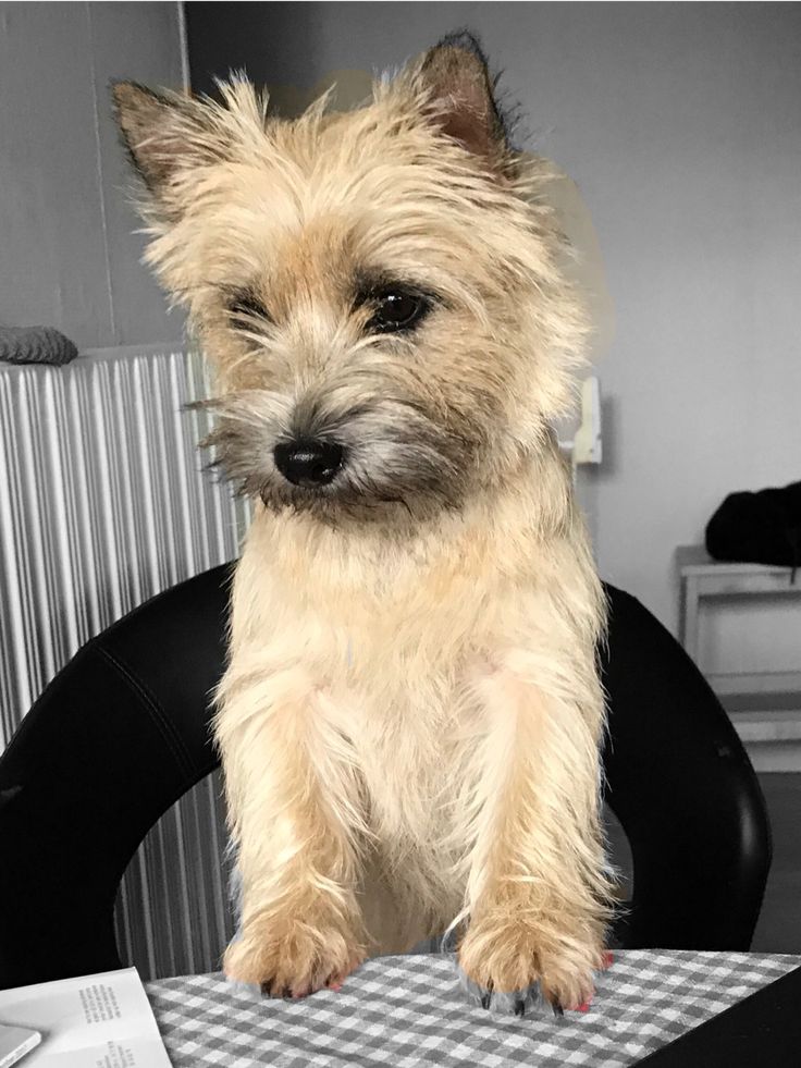 a small dog sitting on top of a black chair