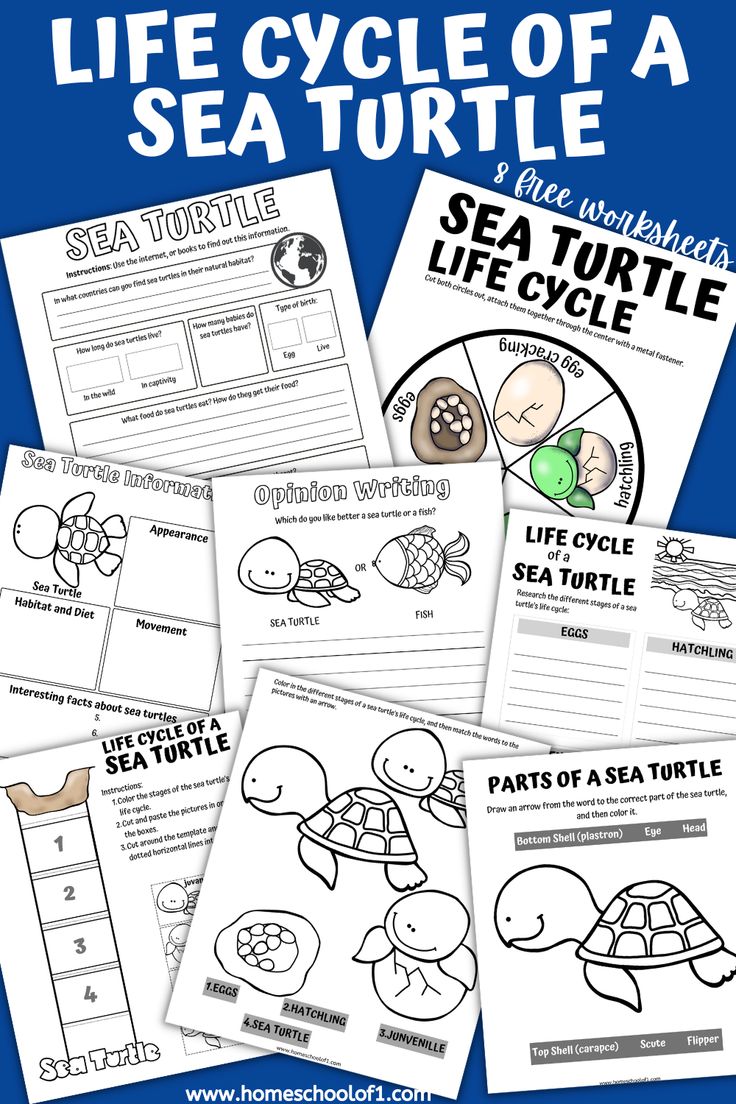 Sea Turtle Life Cycle Worksheet