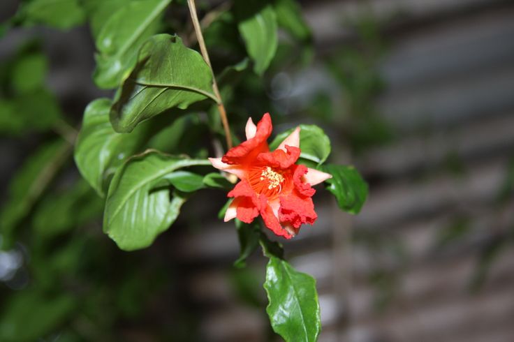 a red flower with green leaves in the foreground and a building in the background