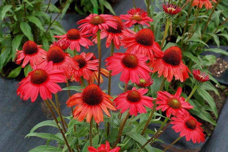 many red flowers are growing in the garden