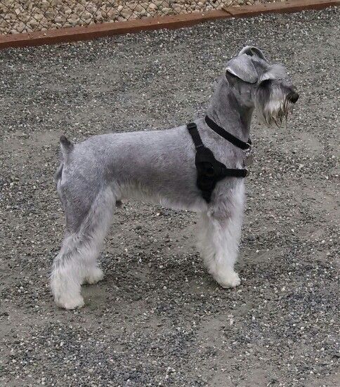 a gray and white dog wearing a black bow tie standing on top of gravel covered ground