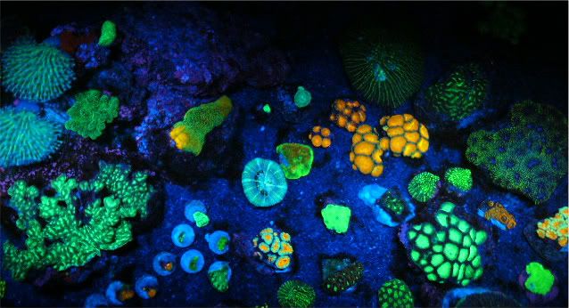 colorful corals and sea urchins glow in the dark