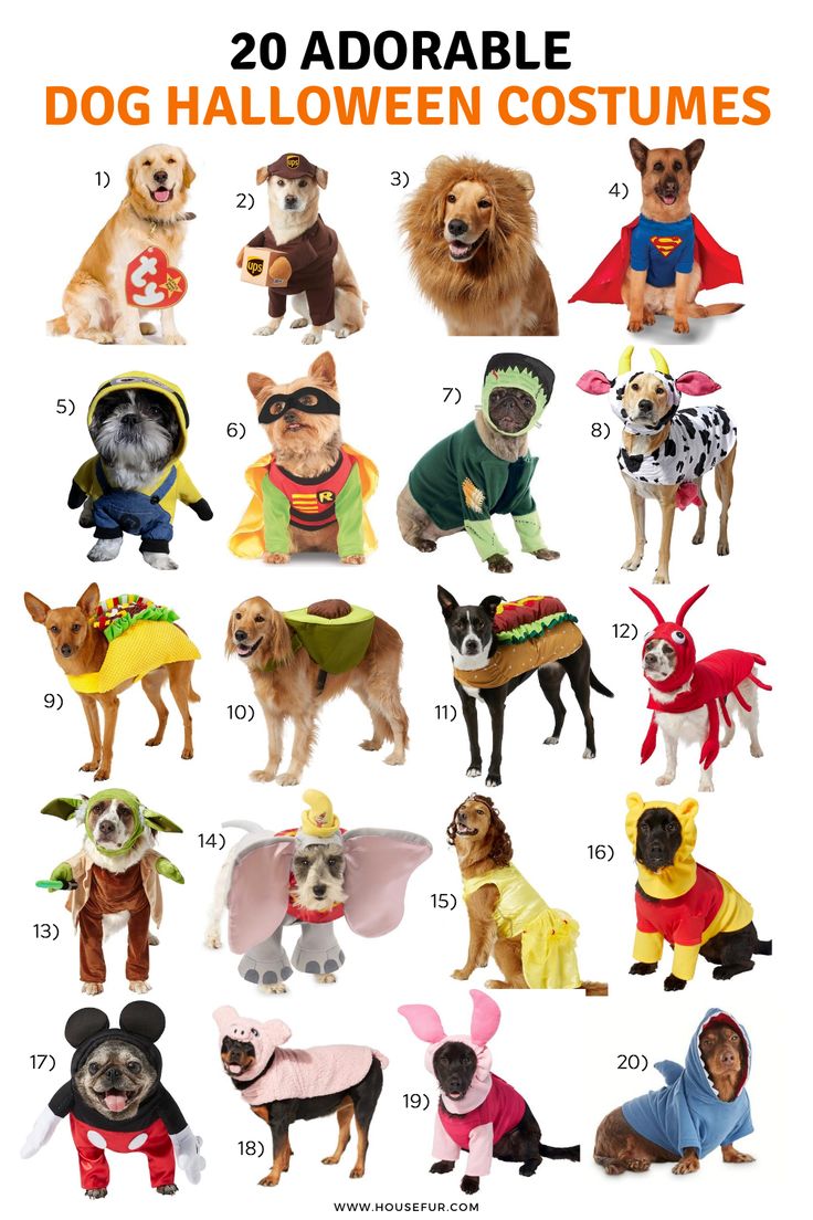 dogs dressed up in costumes for halloween and the words, 20 adorable dog halloween costumes