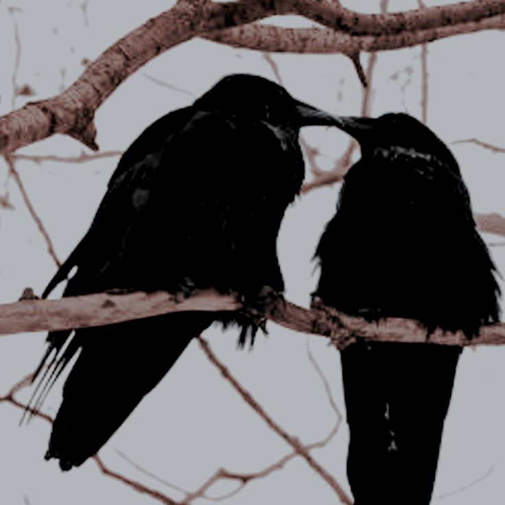 two black birds sitting on top of a branch next to each other near one another