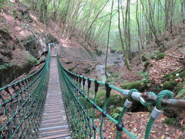 a suspension bridge in the middle of a forest