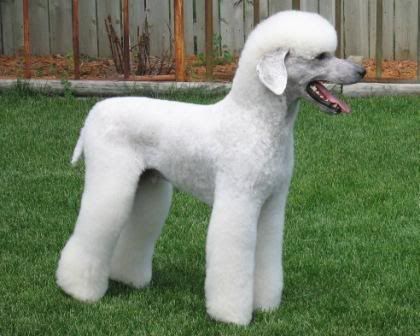 a white poodle standing in the grass