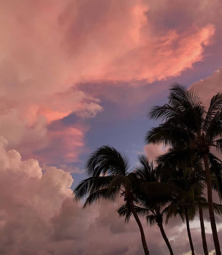 palm trees are silhouetted against a pink and blue sky