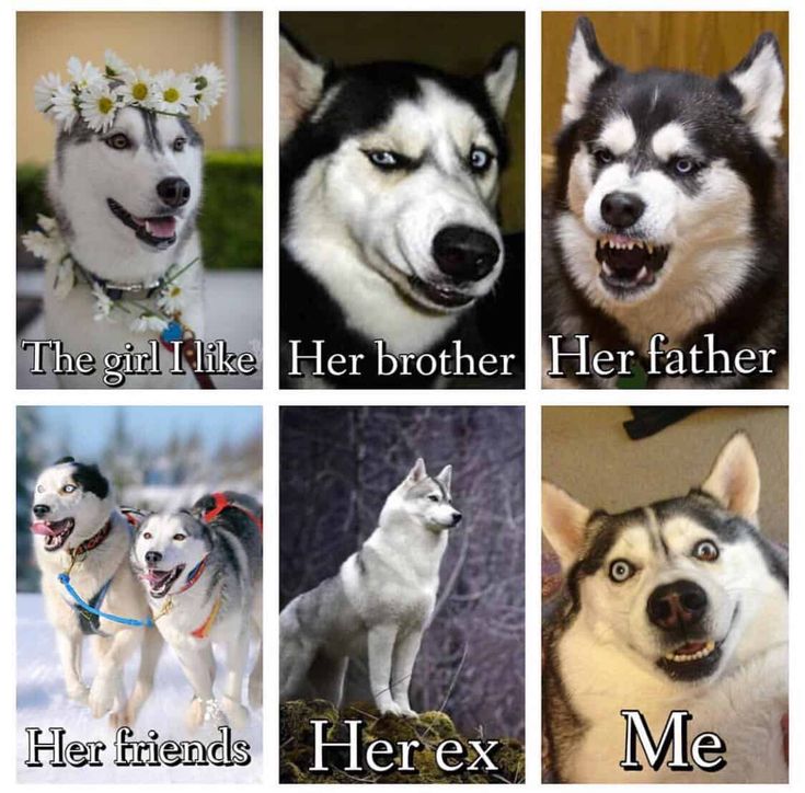 four different husky dogs with their names in the same language and pictures on each side