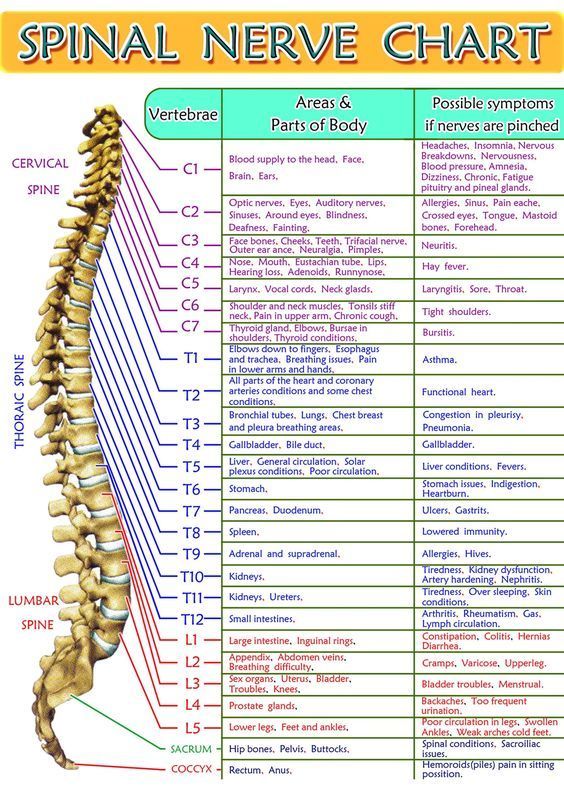 Spinal Cord Chart Of Nerves