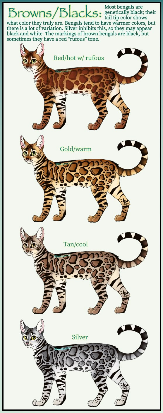 Bengal browns / blacks - Bengal Patterns and Colors chart by Mambastar ...