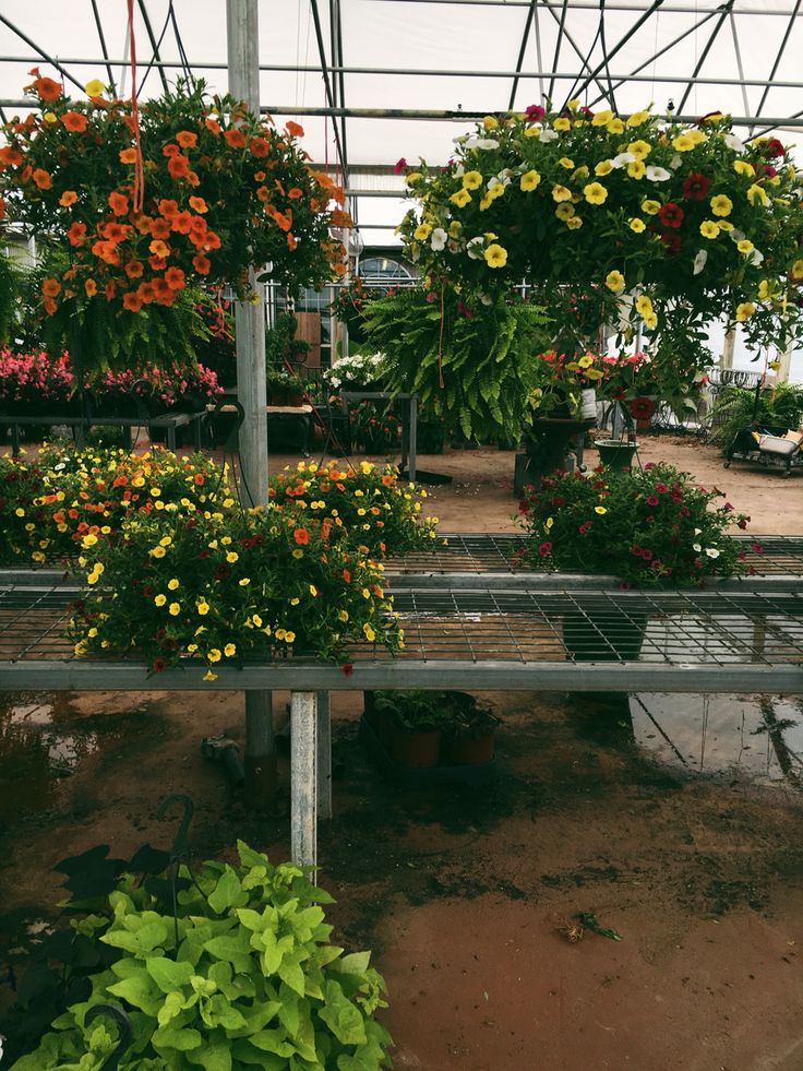 several hanging flower baskets in a greenhouse