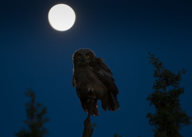 an owl sitting on top of a tree branch at night with the moon in the background