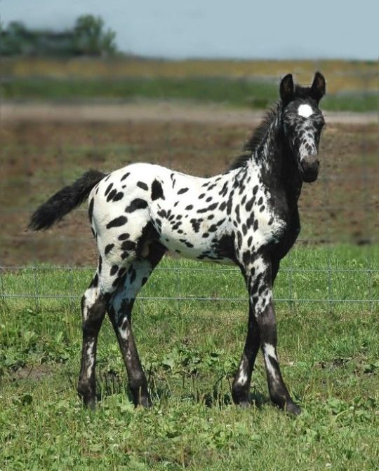 a black and white spotted horse standing in the grass