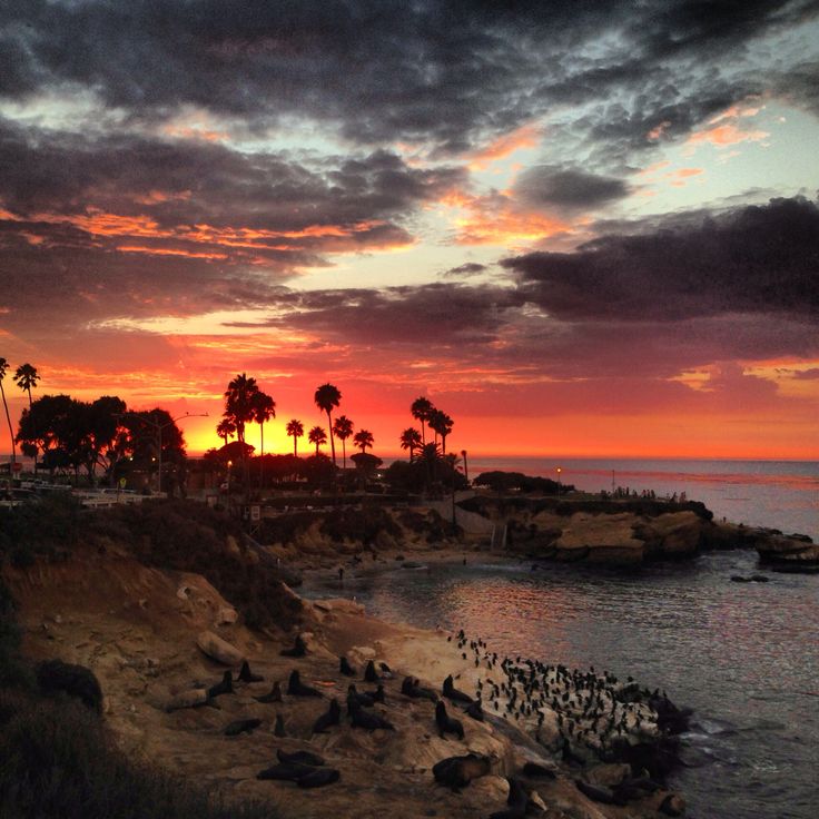 birds are sitting on the beach as the sun sets in the background with palm trees