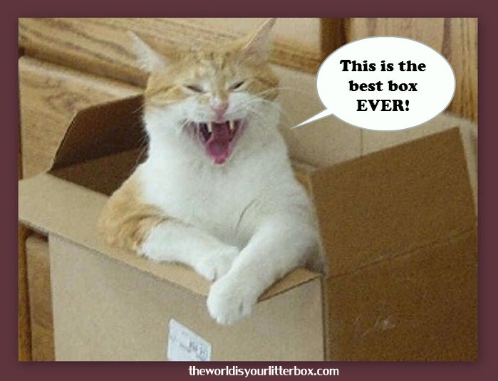 an orange and white cat yawns while sitting in a box with its mouth open