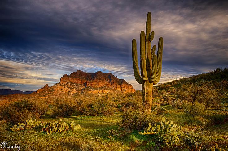 a large cactus standing in the middle of a field with mountains in the background at sunset