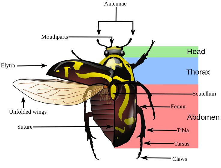 Diagram Of A Beetle