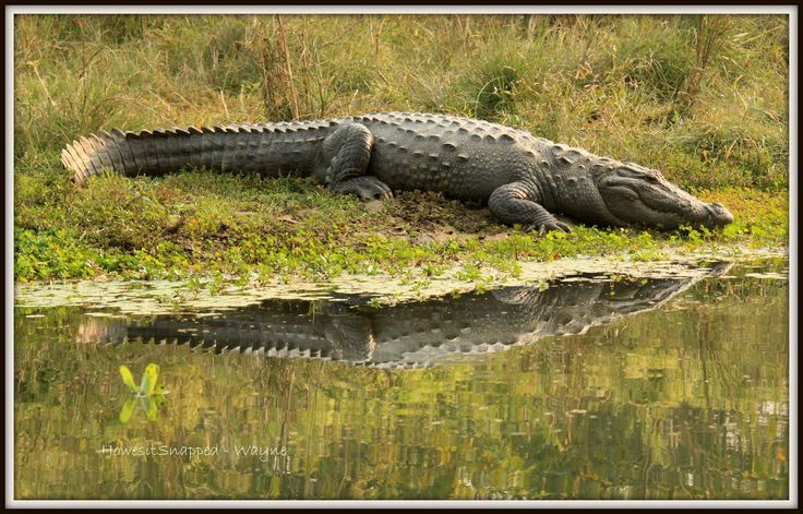 an alligator is laying on the grass near water