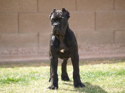 a black dog standing on top of a lush green grass covered field next to a stone wall