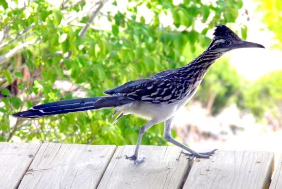 a bird standing on top of a wooden deck next to green leaves and trees in the background