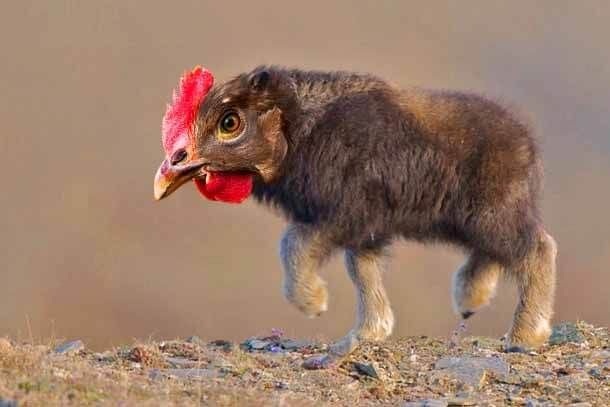 a baby goat with a red rooster on its head