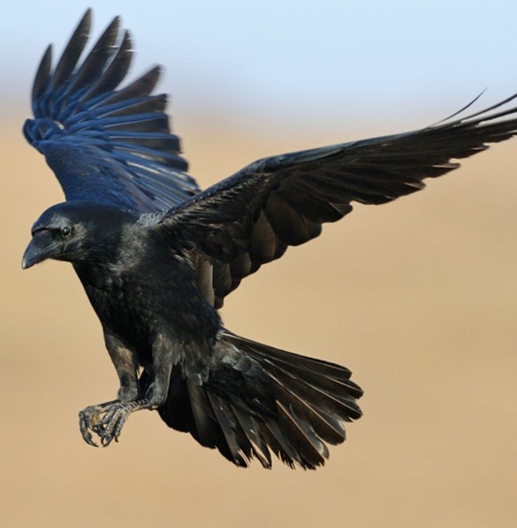 a large black bird flying through the air