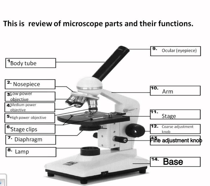 The Compound Microscope parts & how ... | Microscope parts, Microscope ...