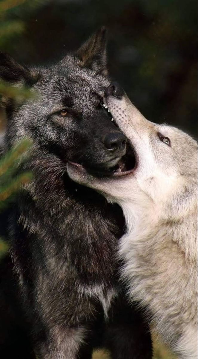 Pin by Dasha Chervanskaya on Fenrir x Lucius | Wolf dog, Wolf love ...