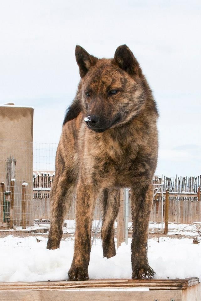 a dog standing on top of a wooden box in the snow