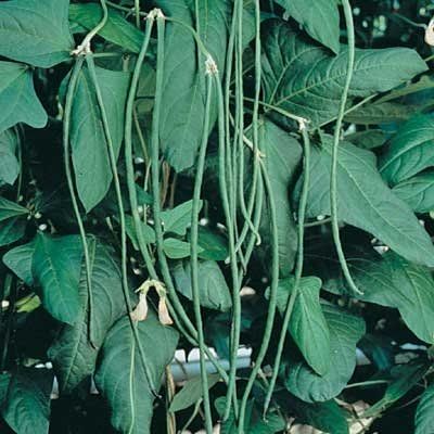 some green leaves are hanging from the branches in front of other plants and foliages