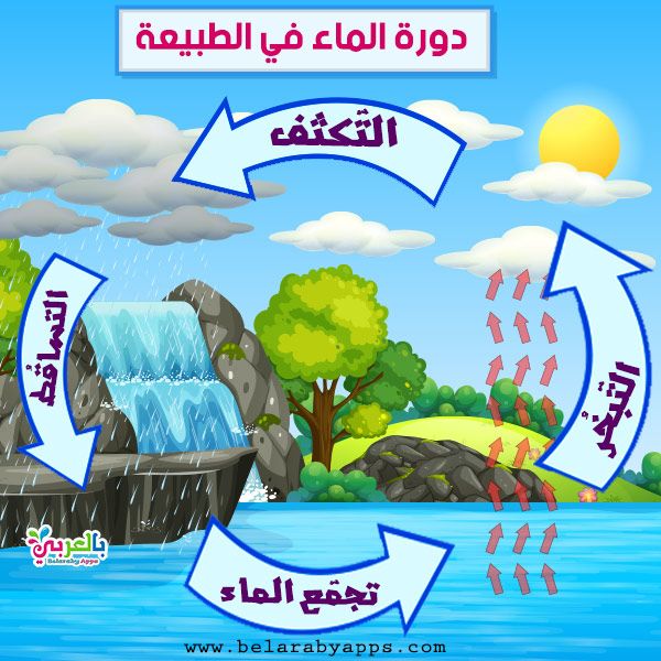 رسومات عن دورة الماء في الطبيعة للاطفال رسم تعليمي بالعربي نتعلم Free Prints Arabic Kids Butterfly Life Cycle