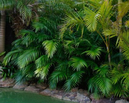 Chamaedorea elegans. Parlour Palm | Easy garden, Plants, Garden image.