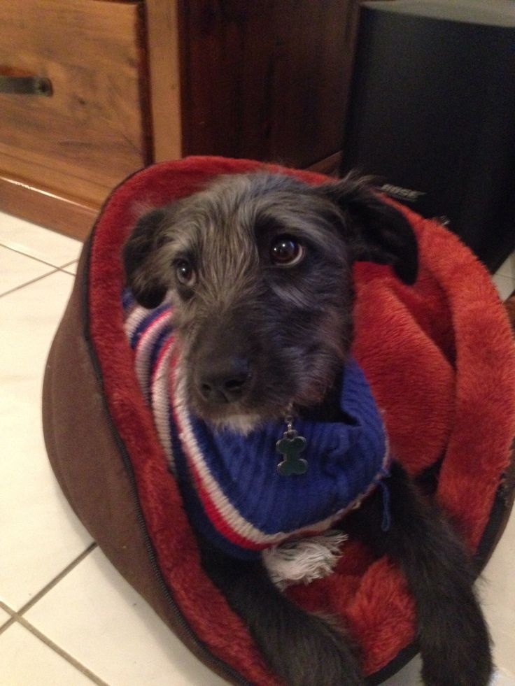 a black dog wearing a red, white and blue blanket on top of it's head