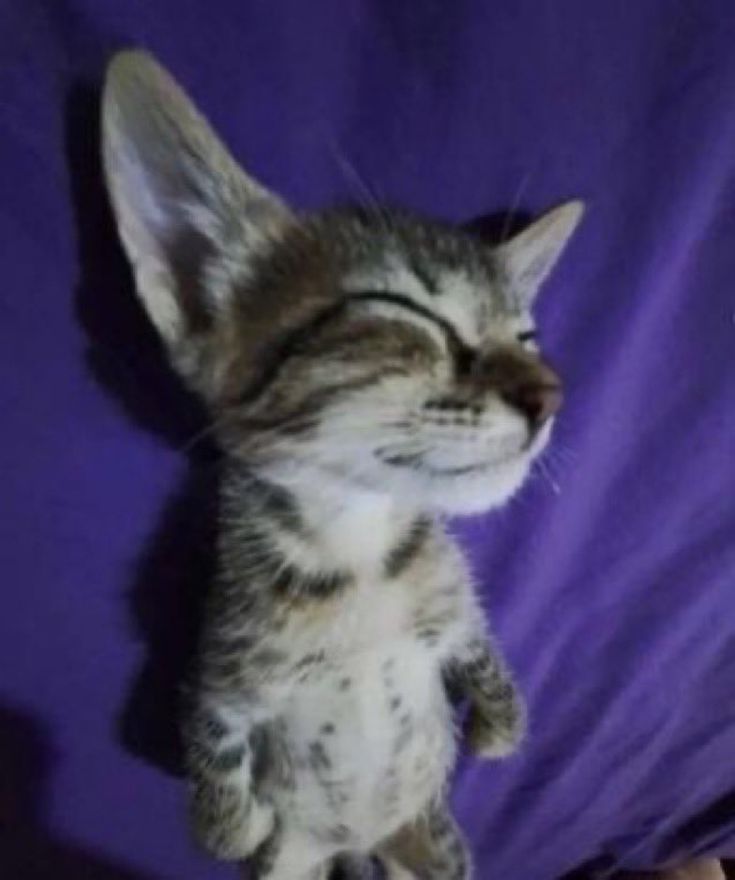 a small kitten laying on top of a purple blanket