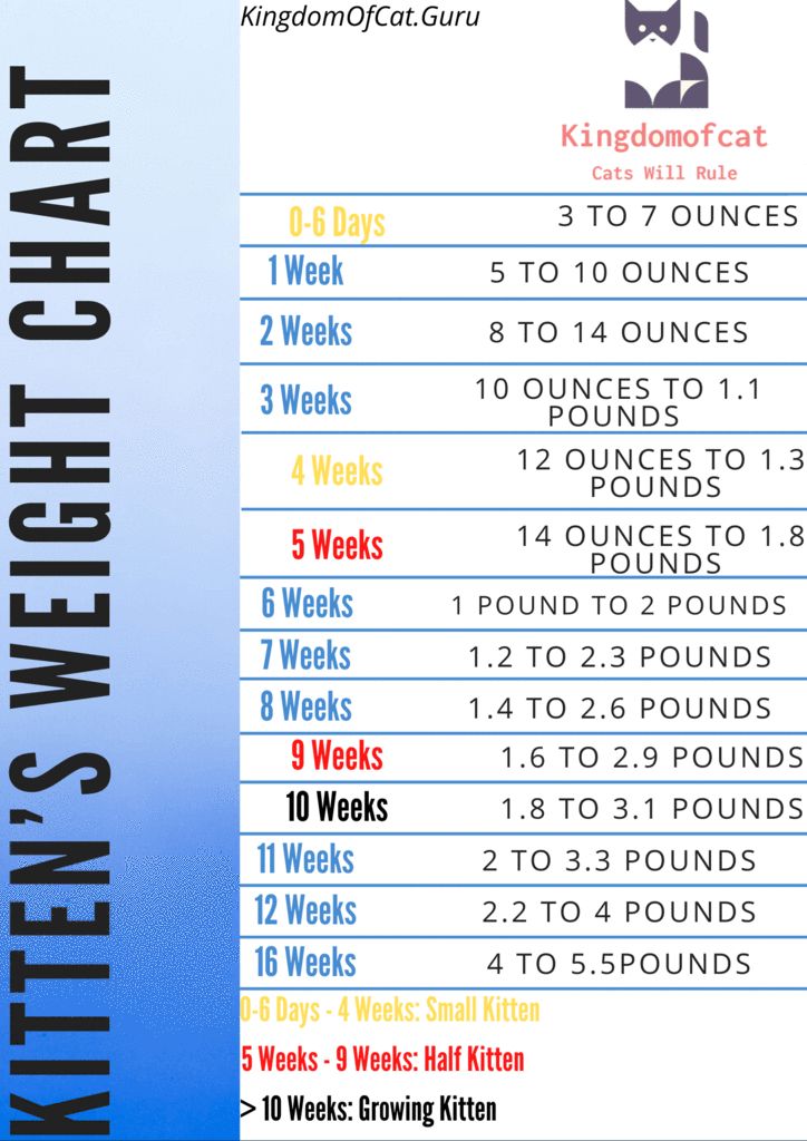 Kitten Weight Chart By Month image.