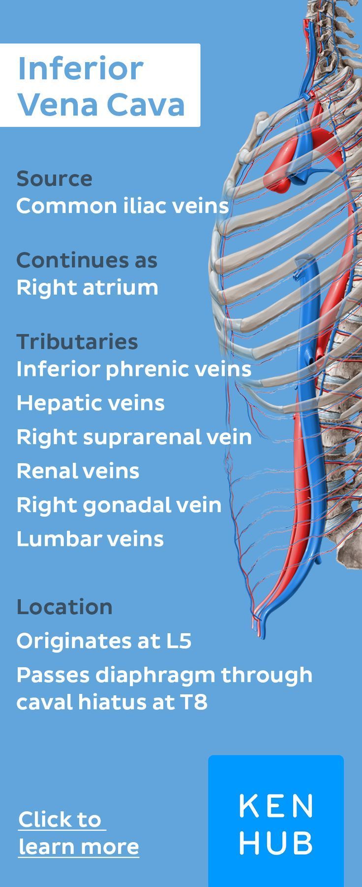 The function of the superior vena cava