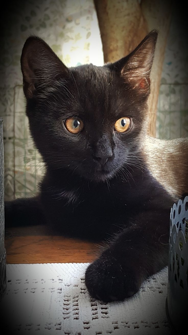 a black cat laying on top of a wooden table next to a vase with yellow eyes