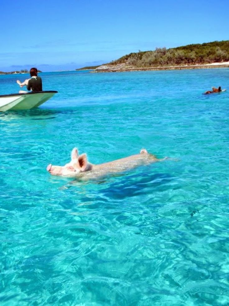 a man in a boat with a pig swimming next to him on the ocean water