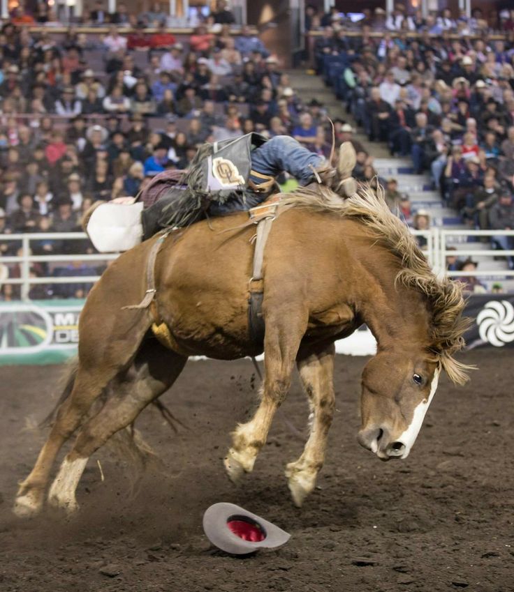 a man riding on the back of a brown horse next to a white frisbee