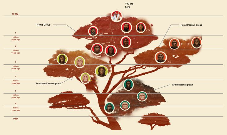 Human Evolution Phylogenetic Tree Human Evolution Tree, Phylogenetic Tree, Homo Habilis, Higher Order Thinking Skills, Theory Of Evolution, Early Humans, Human Evolution, Human Species, Anthropology